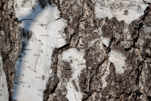 Texture of birch bark, background, close up view