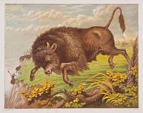 Bison from a french natural history book called Les Animaux Sauvages 1869