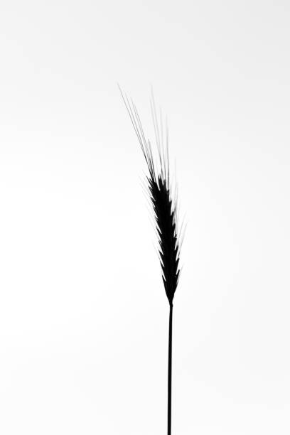 Single blade of grass on neutral background