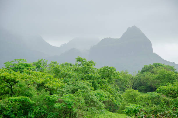 Misty foggy landscape. Monsoon. Background. Backdrop. Wallpaper.