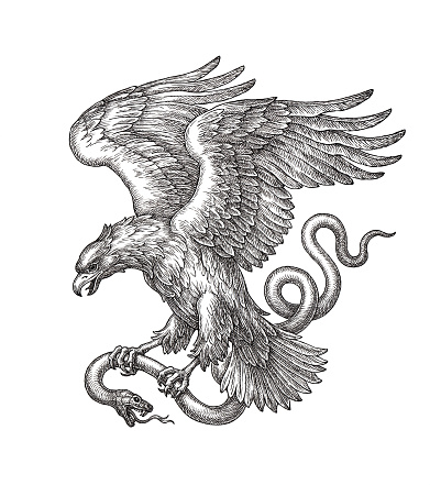 Original hand drawn black and white illustration, flying eagle with a snake in claws.