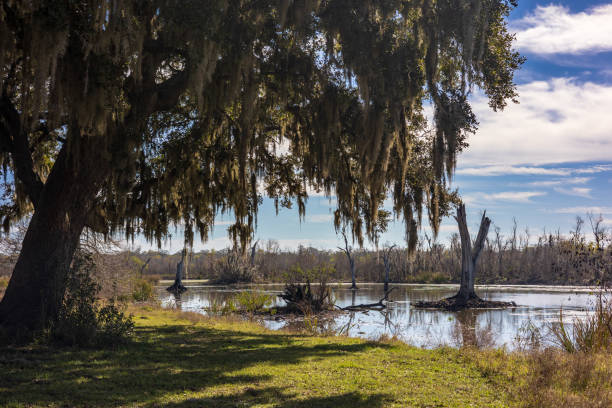 istock Sunny day at the Brazos Bend State Park 1969310142