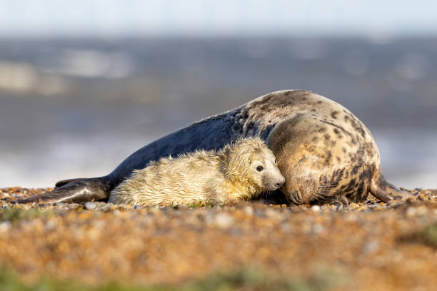 A seal mother nusseling her pup.