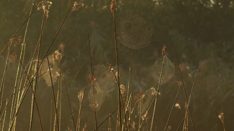 Spiderwebs on bare branches of dry plants in autumn afternoon