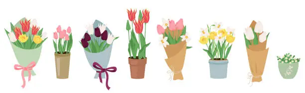 Vector illustration of Set of vector early spring garden flowers in bouquets and pots. Floral design elements for Happy women's day March 8, Valentine's Day, birthday. Blooming tulips and daffodils isolated on white