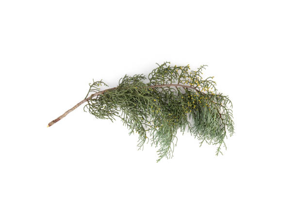 branch of green thuja on a white background - bush isolated tree cypress tree стоковые фото и изображения