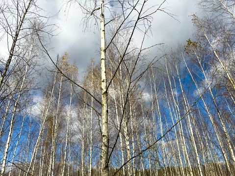 Young birch trees in the forest in late autumn.