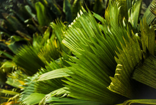 Palm