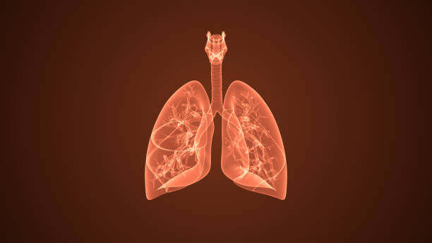 human internal organ with lungs - human lung tuberculosis bacterium emphysema human trachea ストックフォトと画像