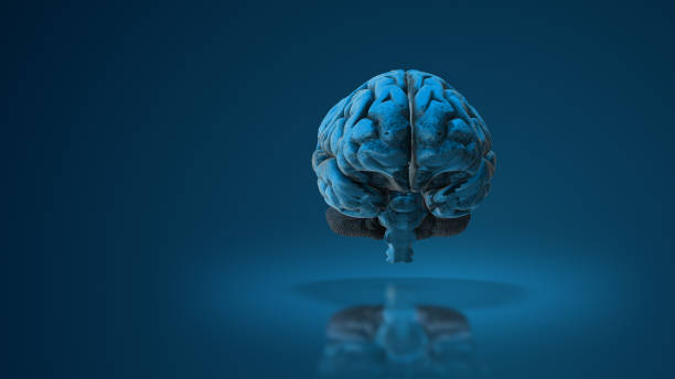 medical animation of the human brain - scandic stock-fotos und bilder