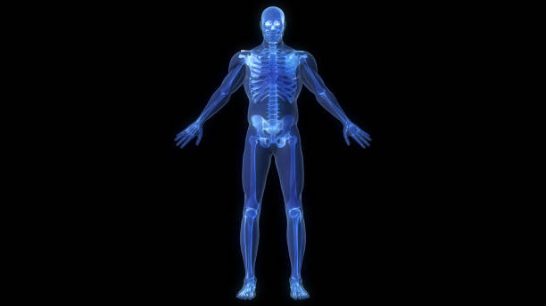 istock An X-ray of a human body. 1969358600