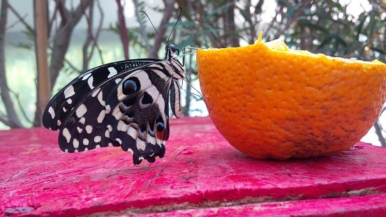A delicate colorful butterfly lands on a sliced orange, which is on the edge of a wooden table. The orange is juicy and fresh