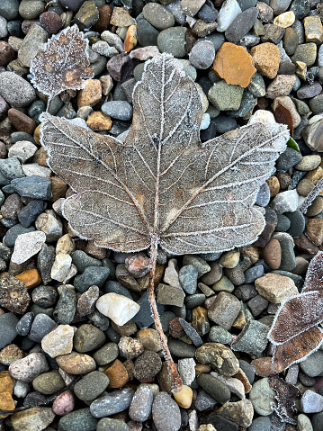 Frozen leaf lay pebble stones