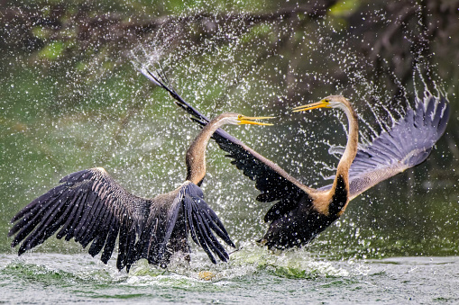 Two Oriental Darters engaged in a territorial dispute within a lake in Bharatpur, Rajasthan, India