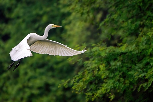 A Large white Intermediate Egret with wings spread flying over lush green vegetation and trees