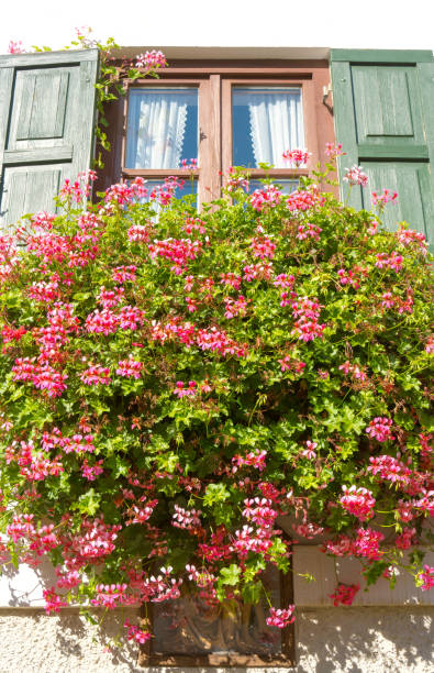 istock Fantastically beautiful floral decorations in front of a window with shutters 1969393241