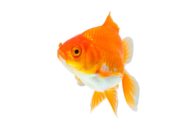 istock Oranda goldfish isolated on white background close up 1969396555