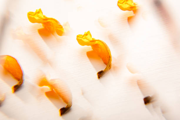 abstract background of glass reflection of yellow color tulip petals. macro detail. floral art picture. backdrop of invitation postcard. photoart abstraction. unusual plant texture. blurred effect - backdrop horizontal reflection day foto e immagini stock