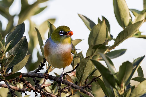 A cute Silvereye perched on branch amidst olive tree leaves