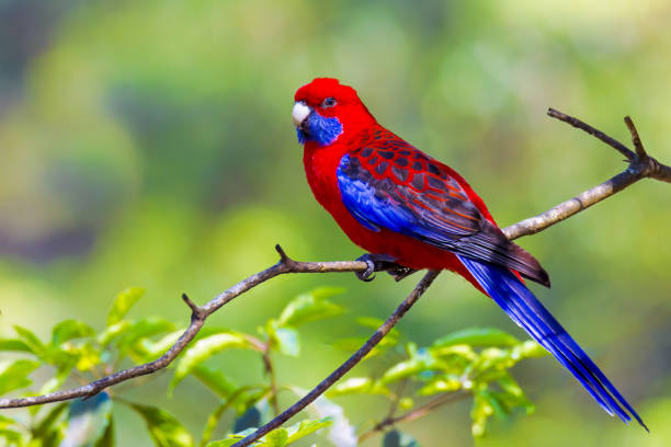 istock Brightly coloured Crimson Rosella perched on twig 1969398185