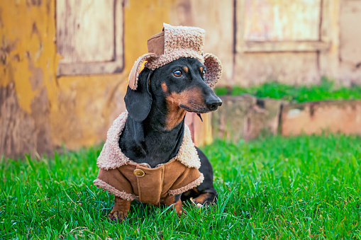 Dachshund dog in sheepskin coat, hat with earflaps stands in courtyard of shabby house on grass in village Memories of homeland Fashion photo shoot Contrast of stylish clothes, destroyed dirty wall