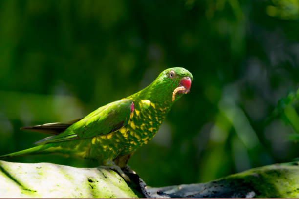 istock a green bird with brown and yellow spots on it's wings 1969398242