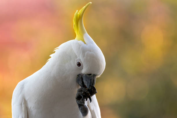 istock Sulphur Crested with vibrant yellow neck feathers enjoying a meal 1969398769