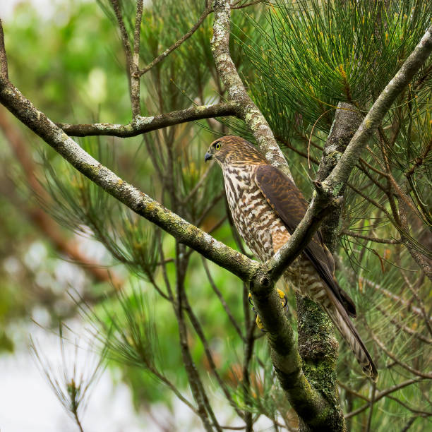 istock Brown Goshawk perched on top branch of tree 1969398799