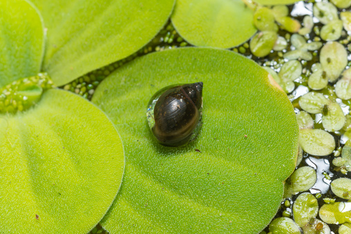 Invasive species Gastropods Physa acuta in a lake on a leaf of the invader Pistia, southern Ukraine