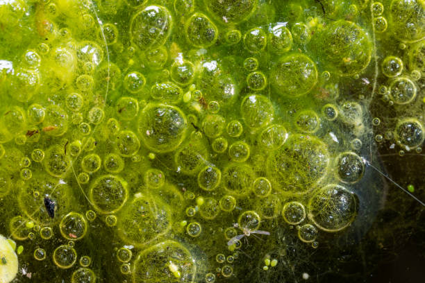 istock Freshwater algae Spirogyra release oxygen into the air, oxygen synthesis in water bodies 1969401584