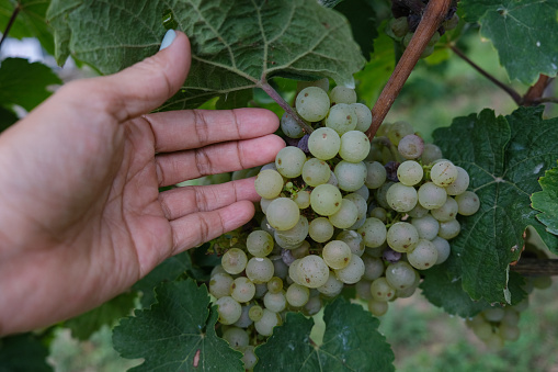 Grape harvest: Manual harvest of Chardonnay grapes