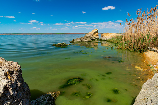 Eutrophication of the Khadzhibey estuary, blooms in the water of the blue-green algae Microcystis aeruginosa and the mass development of the green algae Enteromorpha sp.