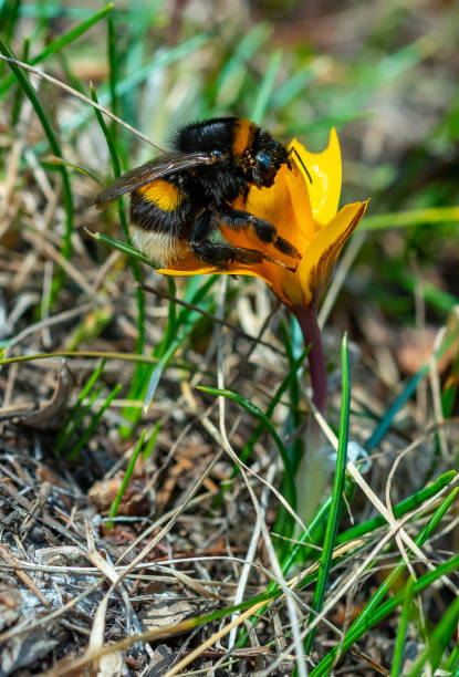 Bumblebee collects honey on purple crocus flowers