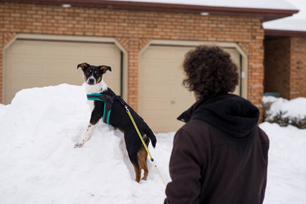 Cute puppy wearing a harness and leash is looking back at her owner as she climbs a large cold snow pile in the front yard of a house after an extreme Canadian snow storm.