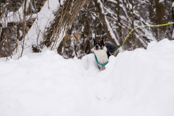Cute pet puppy dog wearing a harness and leash is running through tall piles of snow during a winter in Canada in the day. There are ice covered trees of a forest in the background as the dog struggles to run.
