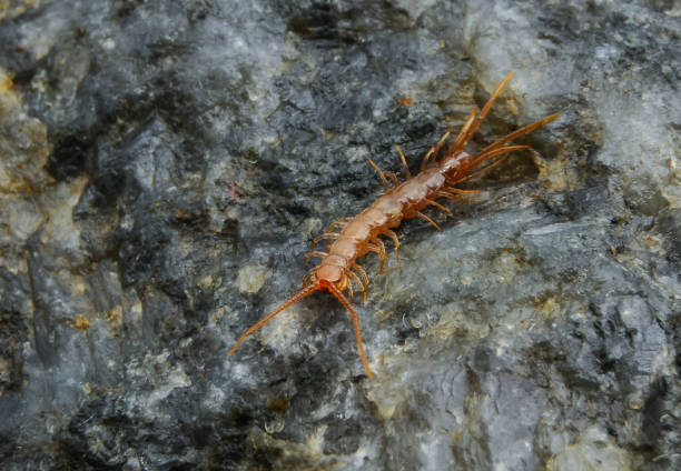 istock Brown centipedes - Lithobius variegatus, centipede from the Odessa catacombs 1969407079