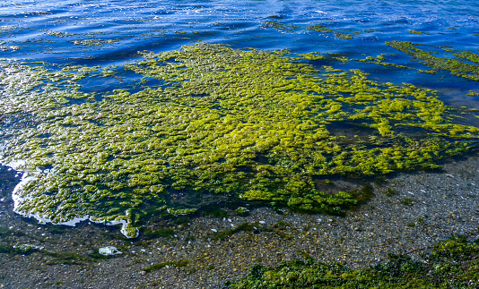 Cabo de Gata, Almeria - Spain - 01-23-2024: nlight sparkles on green seaweed and clear water over coastal rocks