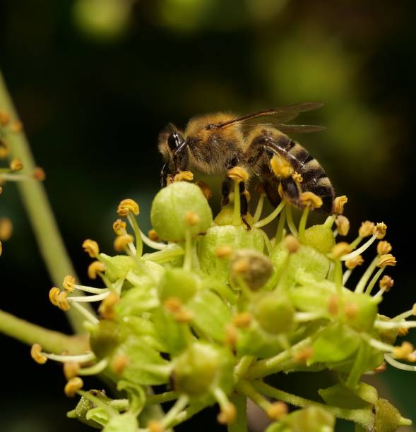 istock Macro of a bee pollinating green flowers 1969407685