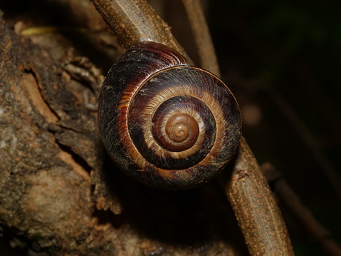 A macro of a snail on a tree branch