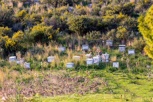 View on apiary near village in the blooming mountains on a sunny spring day (Greece, Salamis island)