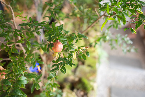 Ornamental plant pomegranate, close-up shot