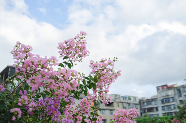 Purple myrtle flowers on the roadside, sky and architectural background.