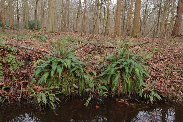 A closeup of the European evergreen, Hard fern, Blechnum spicant in a forest ditchside