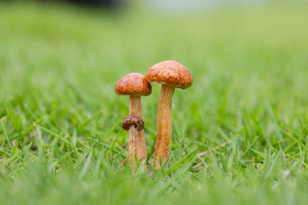 Wild mushrooms in the grass, on a green background.