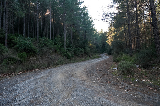 Curvy road in the forest. Pine forest. Dirt road.