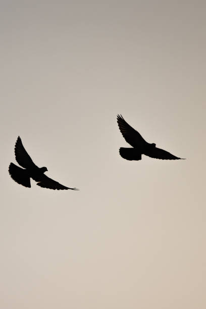 istock Two doves gracefully soar through the twilight sky with a clear backdrop 1969450712