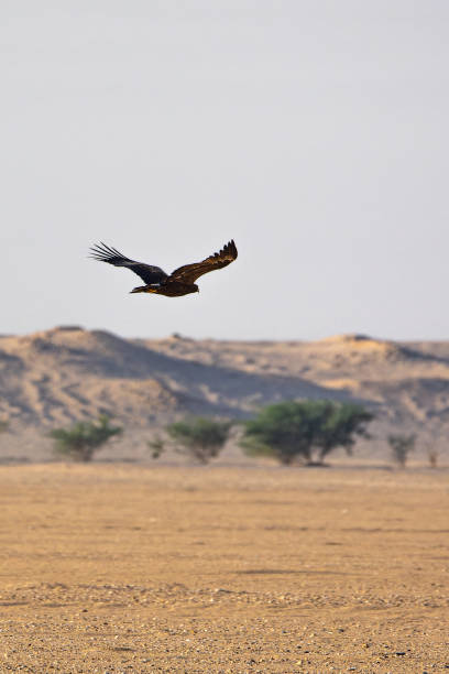 istock Steppe eagle soaring above dry desert landscapes 1969451234