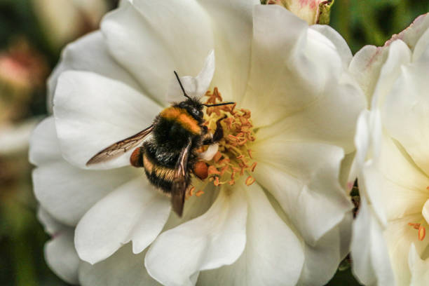 bee collecting pollen on a white flower - worker bees stock-fotos und bilder