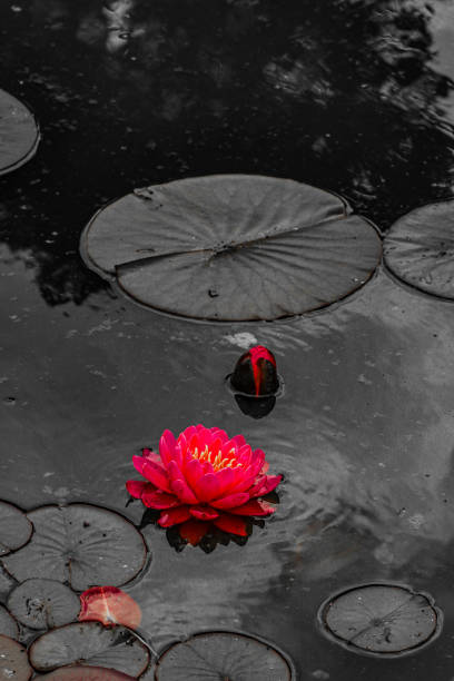 red water lily in water