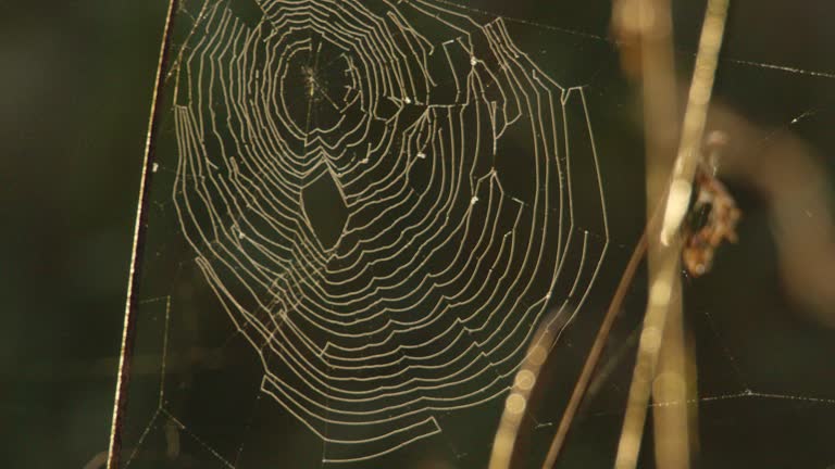 Close up footage of circular spider web on dry plants in autumn day